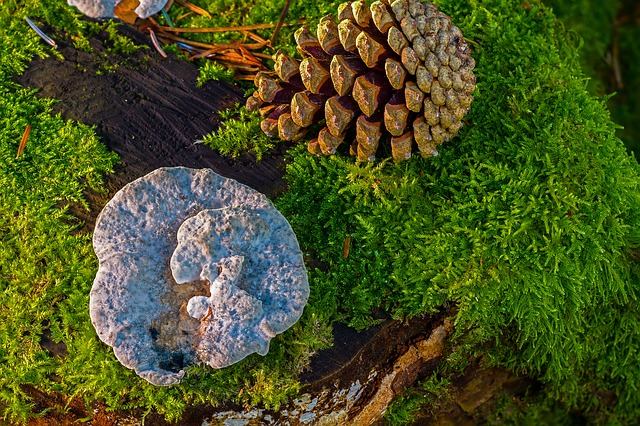 dřevní houby a mech