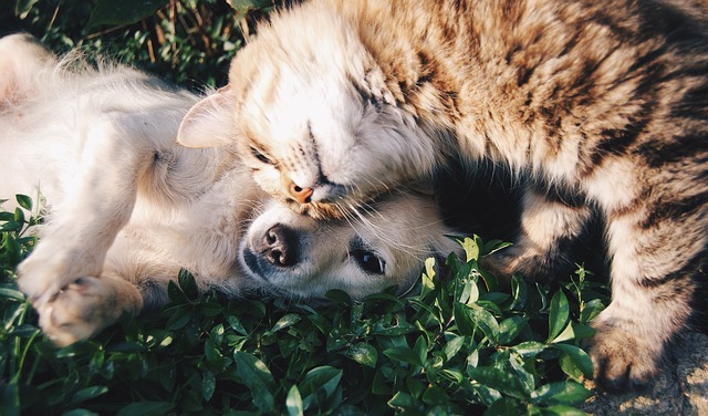 kočka a pes v trávě