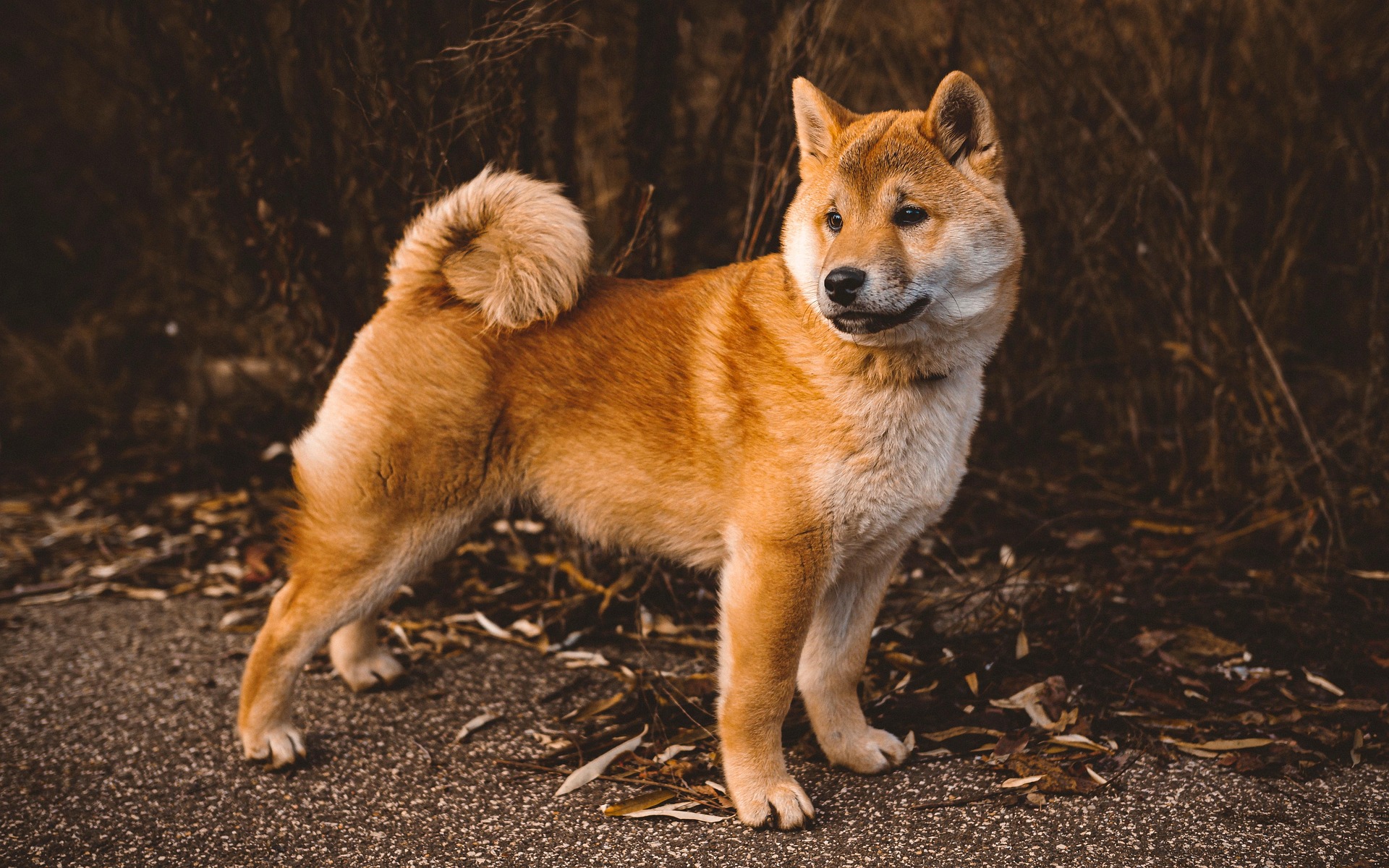Akita