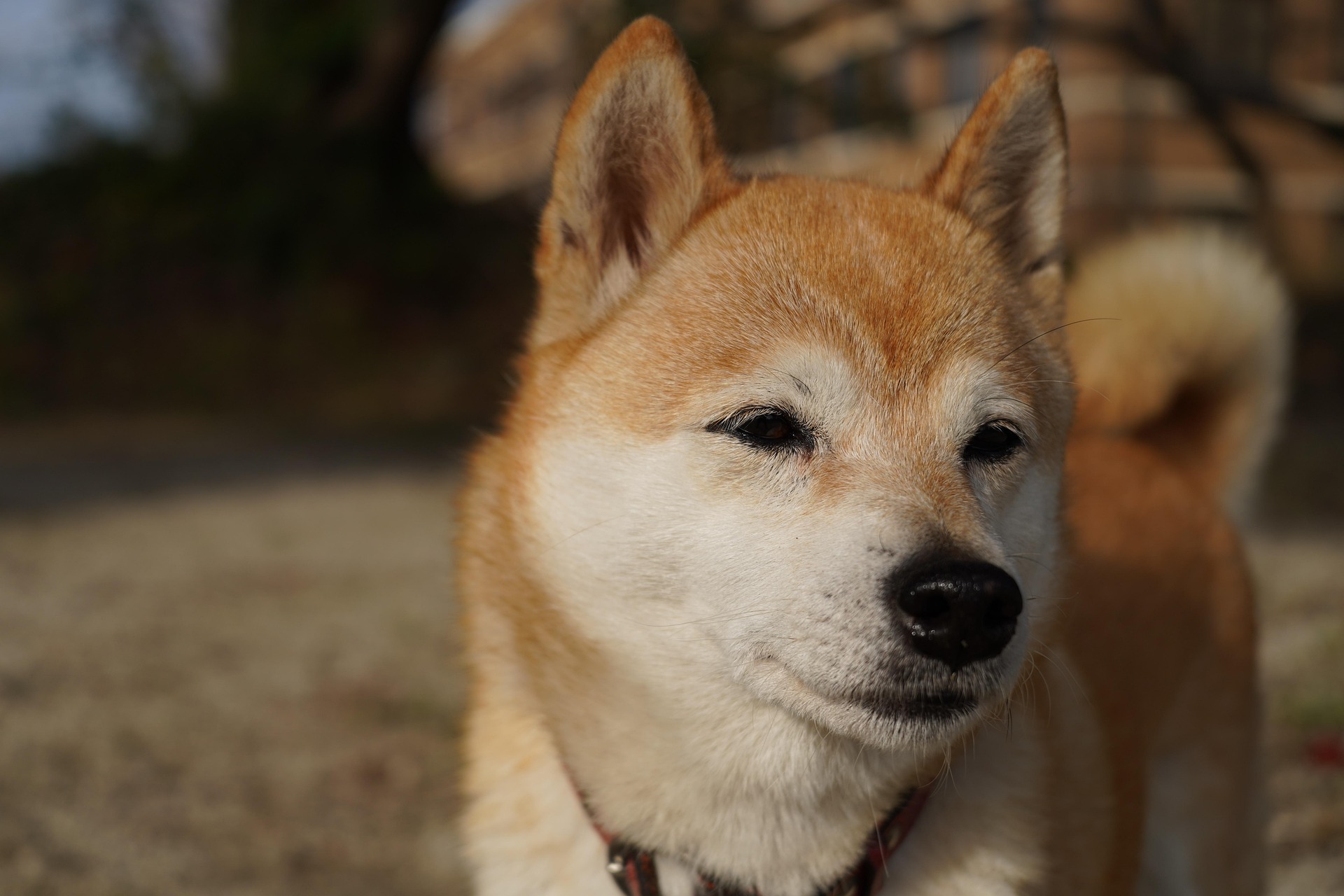 Akita